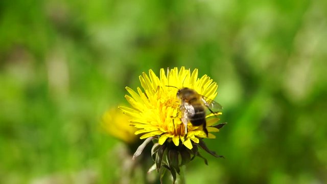 Macro of a Caucasian bee Anthophora plumipes with large eyes arriving in spring on yellow inflorescence of dandelion in foothills of Caucasus
