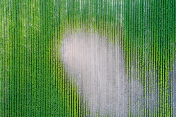 Top view of soybean field during drought
