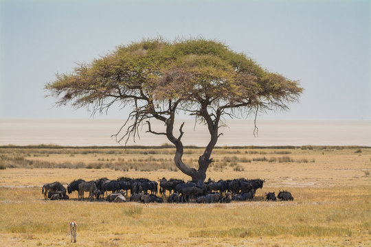 wildebeests under acacia tree in etosha national park Namibia