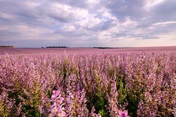 Obraz premium Champ de sauge sclarée, coucher de soleil. Valensole, Provence, France. 