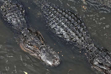 Alligators floating on water