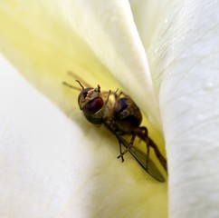 Hover Fly being dragged down