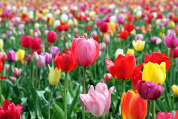 Bunte Tulpen auf einem Feld - Mischung aus Rot, Gelb, Orange, Violett, Pink und Weiß