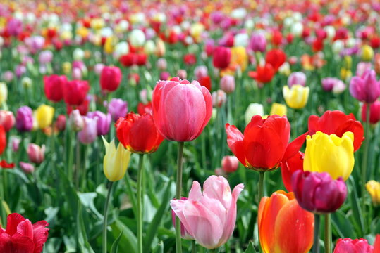 Colorful tulips on a field - mix of red, yellow, orange, violet, pink and white