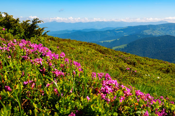 Flowering pink rhododendrons on green slopes