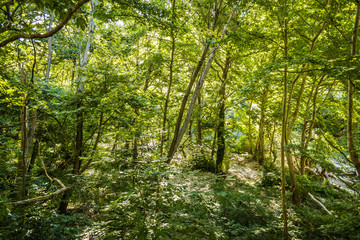 Forest on the bank of the river Pinios in the valley of Tempi, Thessaly - Greece 