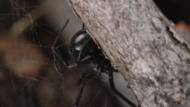Macro view of Black Widow Spider fixing its web showing the red hourglass.