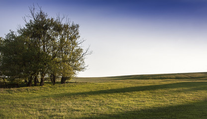 Simple scene in sunset about a group of trees on a clearing, Alsobikol, Hungary
