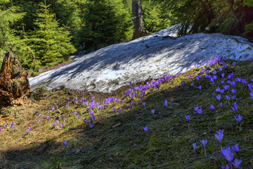 Peculiar scene with pine trees and beautiful group of pulsatilla flowers springtime, in...