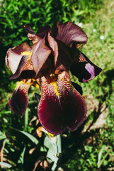 Close-up of a flower of bearded iris. Iris germanica. Yellow and violet iris flowers are growing in a garden.