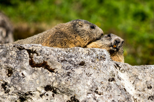 Two alpine marmots cuddling on a rock in the European Alps of Liechtenstein