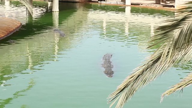 Nile crocodile and alligator farm in Tunisia