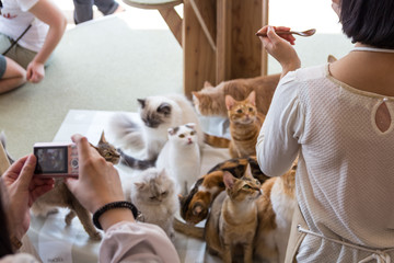 Cats are feeded and photographed in Mocha cat cafe in Harajuku, Tokyo