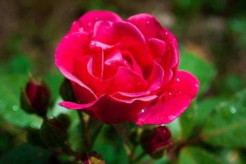 Red rose petals with rain drops closeup. Red Rose.