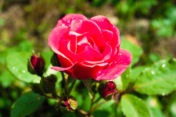 City garden red rose flower with water drops on green grass background. Raindrops on flower. Fresh wet purple red garden rose on green background. Roses garden park. Amazing red rose
