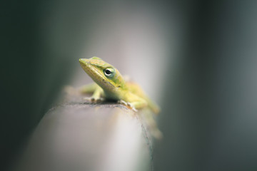 Fototapeta premium Closeup of a gecko sitting on a rail