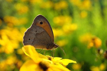 Schmetterling - Großes Ochsenauge - Stockfoto