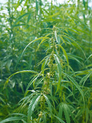 Plants: Closeup of an industrial hemp plant on the edge of a field in Eastern Thuringia