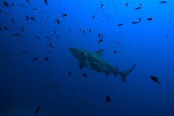 Obraz na płótnie Canvas bull shark, carcharhinus leucas, Bega lagoon, Fiji