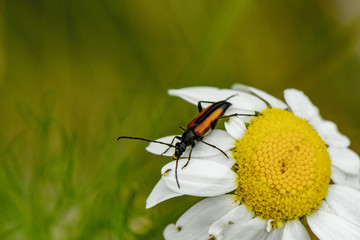 Beetle and chamomile