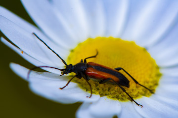 Käfer und Kamille