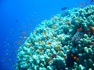 Small tropical fish shoal on coral reefs underwater world