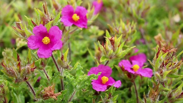 Cistus crispus (Crispus Rockrose) pink wild flowers in nature