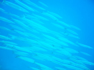 Shoal Flock of barracudas on coral reefs underwater world