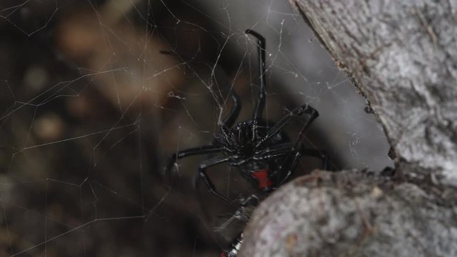 Black Widow Spider wrapping Fire Beetle with web putting it in a new location, part 3.