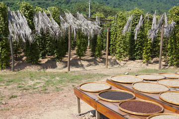 Organic Pepper plantation and ground pepper in Kep, Cambodia