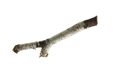 Dry tree branch isolated on white background.