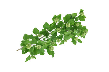 Tree branch with leaves isolated on white background.