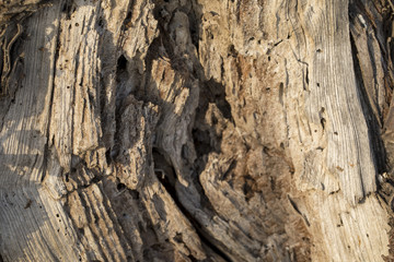 Bark Tree Texture
