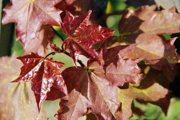 Red Maple leaves, close-up.