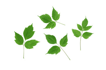 Maple tree leaves isolated on white background.