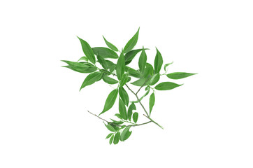 Tree branch with leaves isolated on white background.