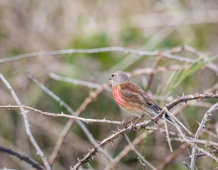 small birds with their colors brighten up the summer
