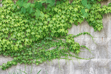 Green climbing plant on the wall