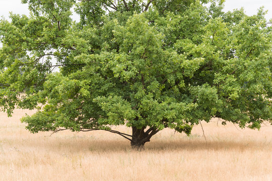 sessile oak stands in the heath