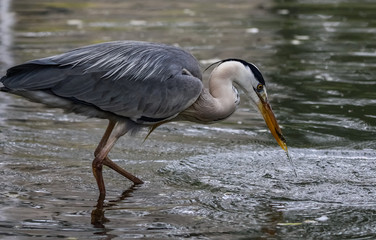 heron catching fish