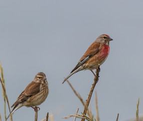 small birds with their colors brighten up the summer