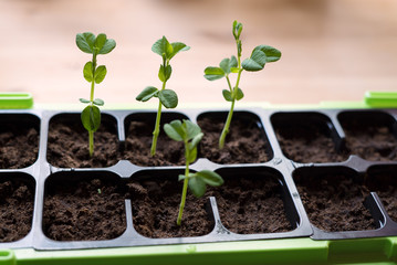 Closeup of self-sufficient homegrown young organic Sugar peas growing from fresh soil