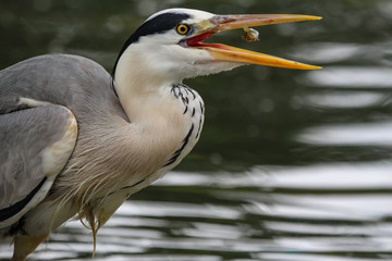 heron catching fish