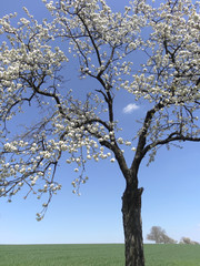 Blühender Kirschbaum