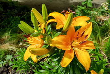 Obraz premium Lilies in the garden