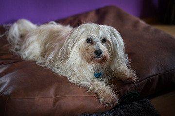 Havaneser beim Entspannen