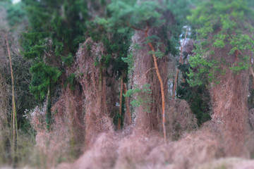 Kiefern