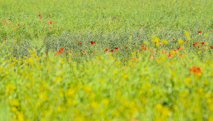 poppies in a field