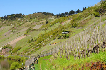 Naklejka premium Weinberge im Steilhang in der Weinlage Wolfer Goldgrube 