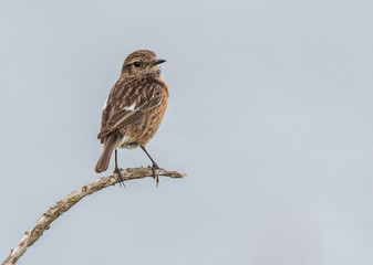 small birds with their colors brighten up the summer